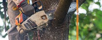 Best Lawn Pest Prevention  in Medina, WA